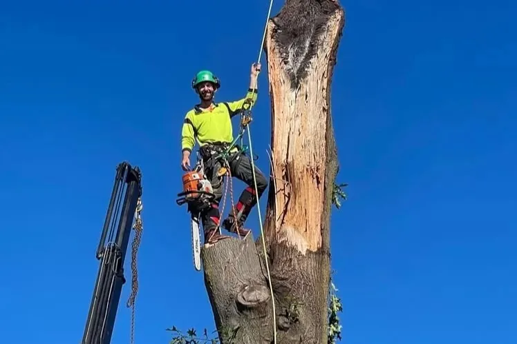 Adelaide Expert Tree Services arborist at height — chainsaw and rigging equipment