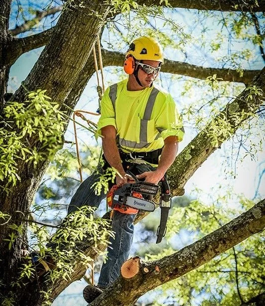 Professional arborist at work — tree removal Adelaide