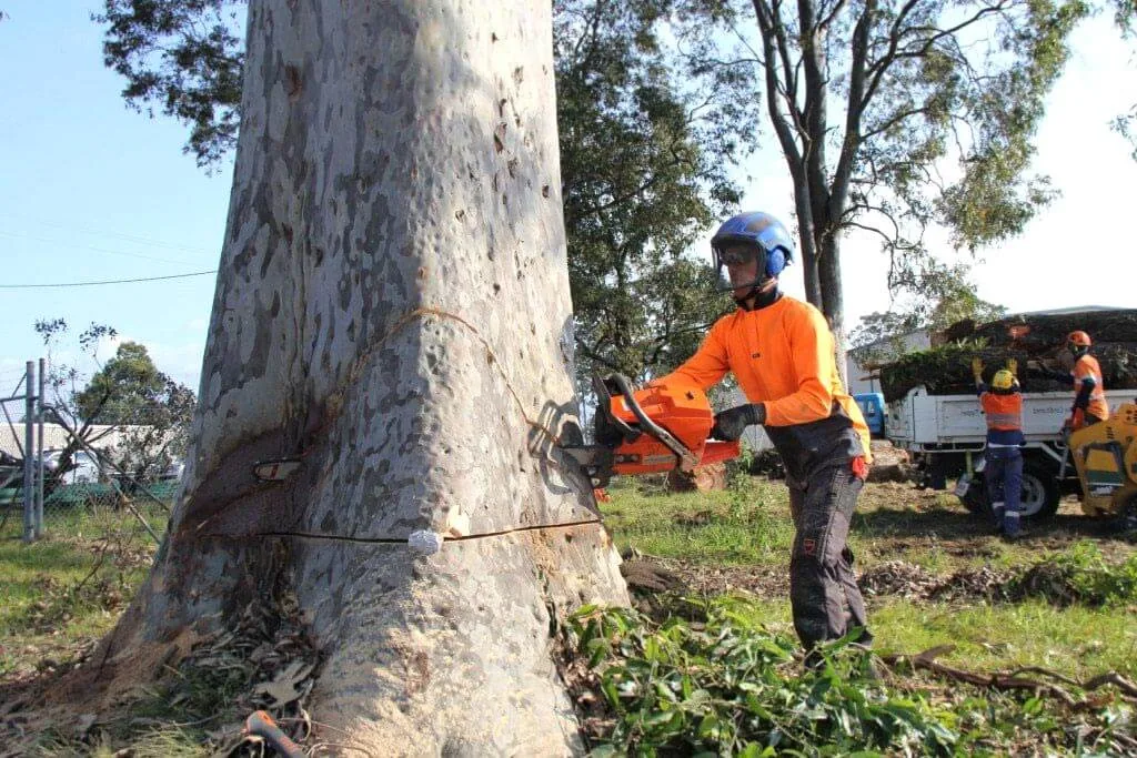 Tree removal Adelaide — eucalyptus being cut at base with team and chipper on site
