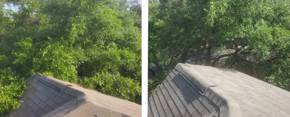 Tree trimming Adelaide — before and after, branches cleared from roofline